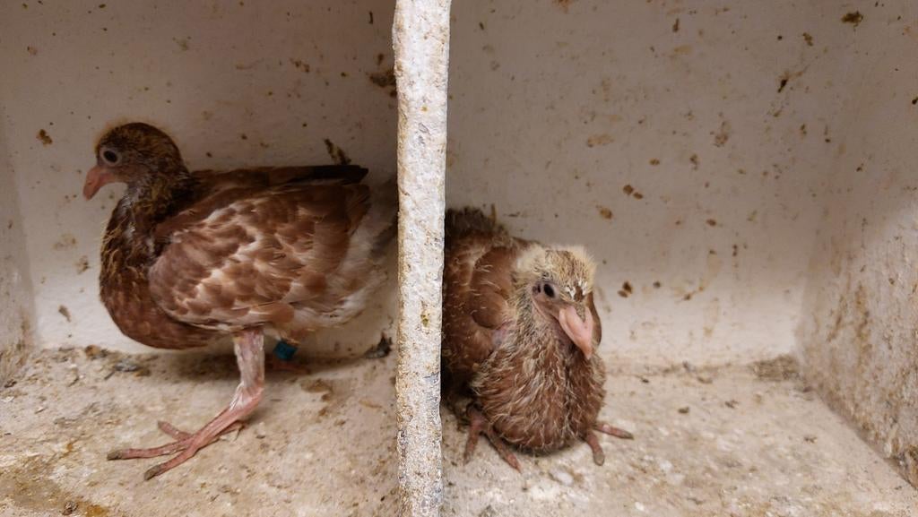 Jonge postduiven, Meerdere dieren, Geringd