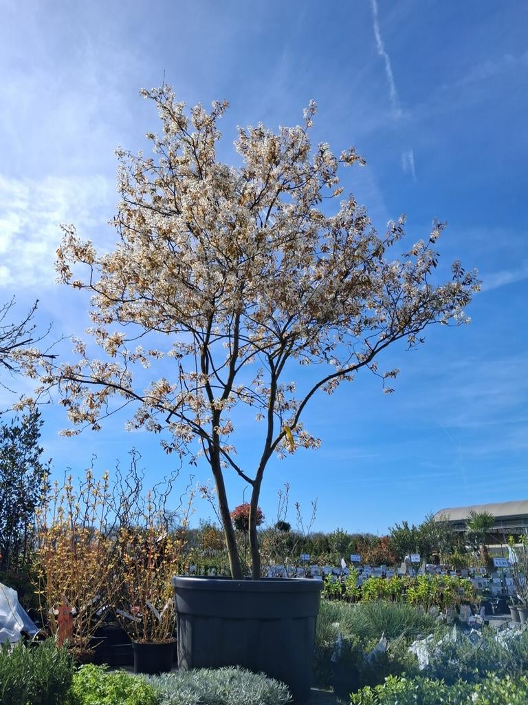 Amelanchier lamarckii in pot, meerstammige krenten boom, In pot, Halfschaduw, Lente, 250 tot 400 cm