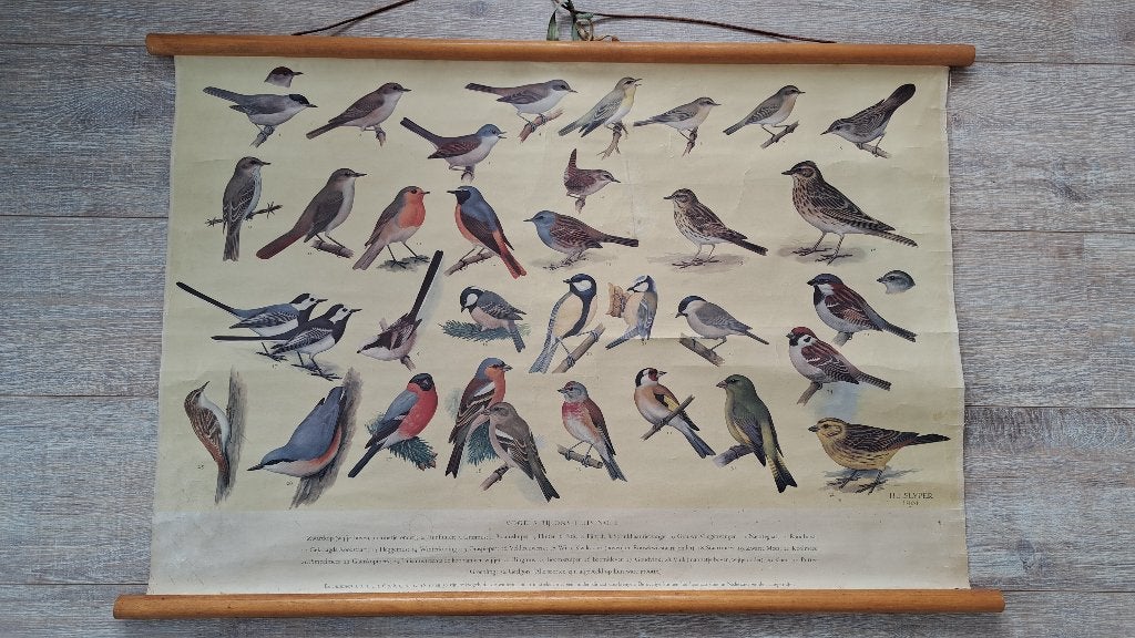 Schoolplaten, Antiek en Kunst, Antiek | Schoolplaten, Ophalen, Natuur en Biologie