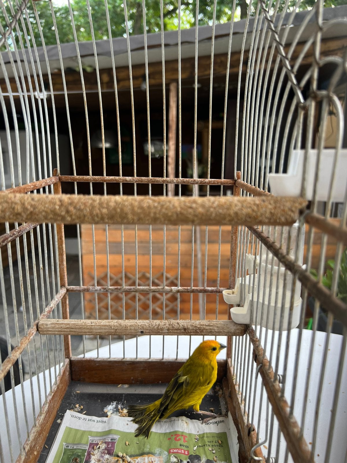 Saffraanvink, Mannelijk, Tropenvogel