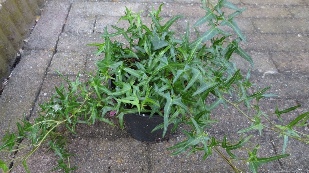 Klimop, Hedera helix, Ophalen of Verzenden, Overige soorten, Struik, 100 tot 250 cm