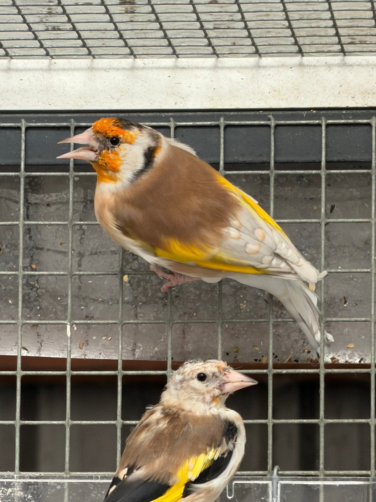 Distelvink Carduelis Major putters 2026, Dieren en Toebehoren, Vogels | Overige Vogels, Meerdere dieren, Wildzangvogel, Geringd