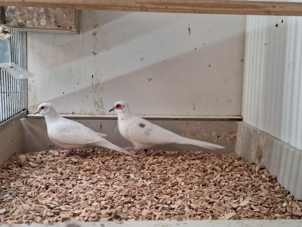Prachtig koppel bonte diamandduiven, Dieren en Toebehoren, Meerdere dieren, Tropenvogel, Geringd