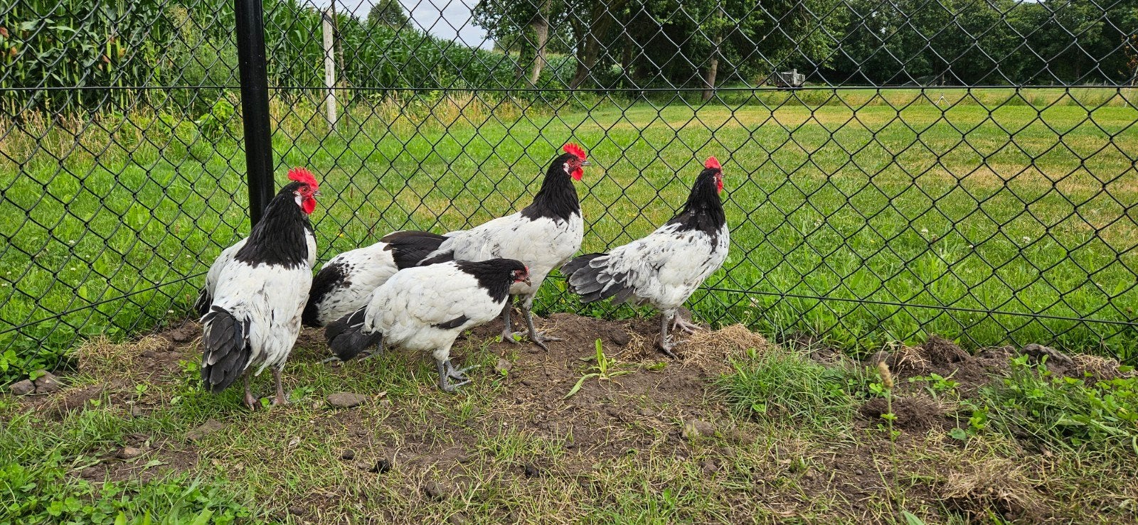 3 stuks lakenvelder hanen, Dieren en Toebehoren, Pluimvee, Mannelijk, Kip