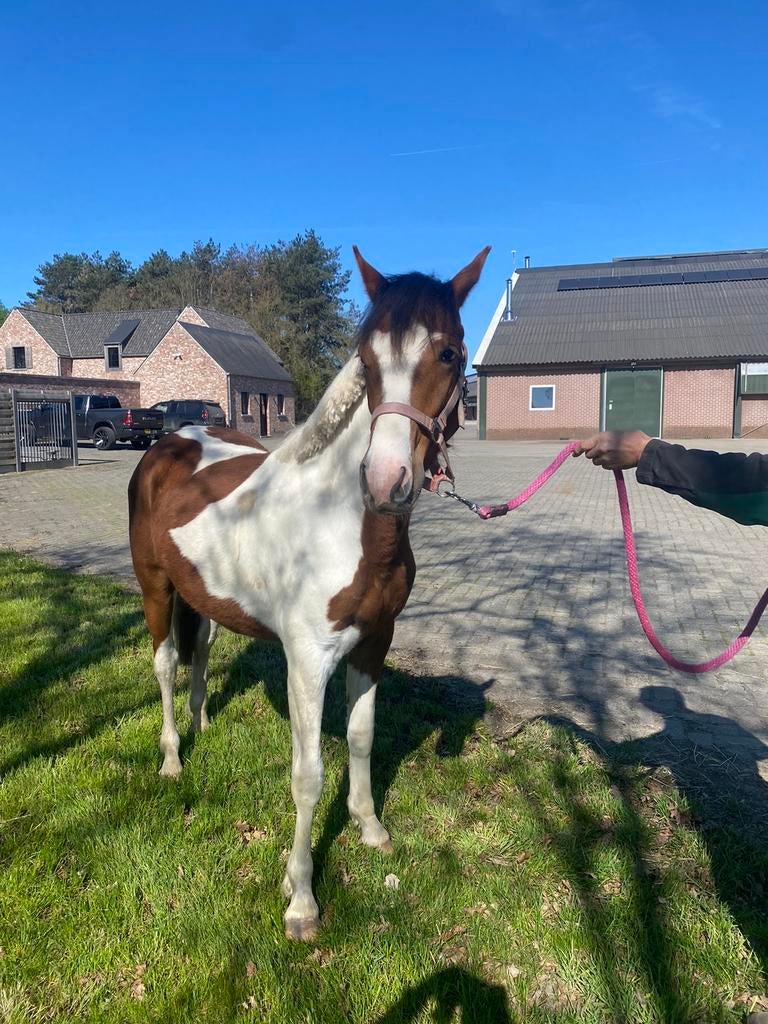 2 jarige D/E pony te koop nu 145 groot, Dieren en Toebehoren, Pony's, Ruin, Onbeleerd, D pony (1.37m tot 1.48m), Springpony, 0 tot 2 jaar