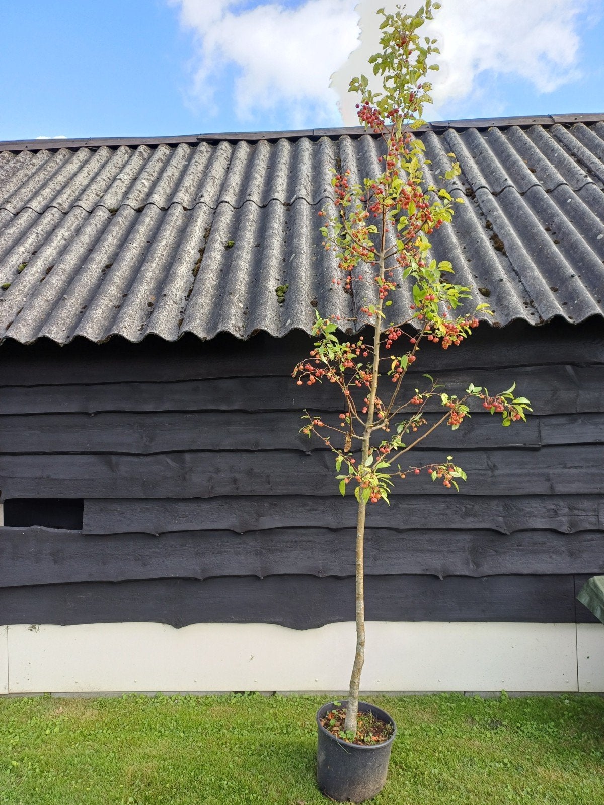 sierappel Malus Evereste, Ophalen, Lente, Volle zon, Overige soorten