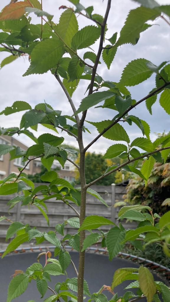 Iep in pot, Bloeit niet, Overige soorten, 100 tot 250 cm, Ophalen