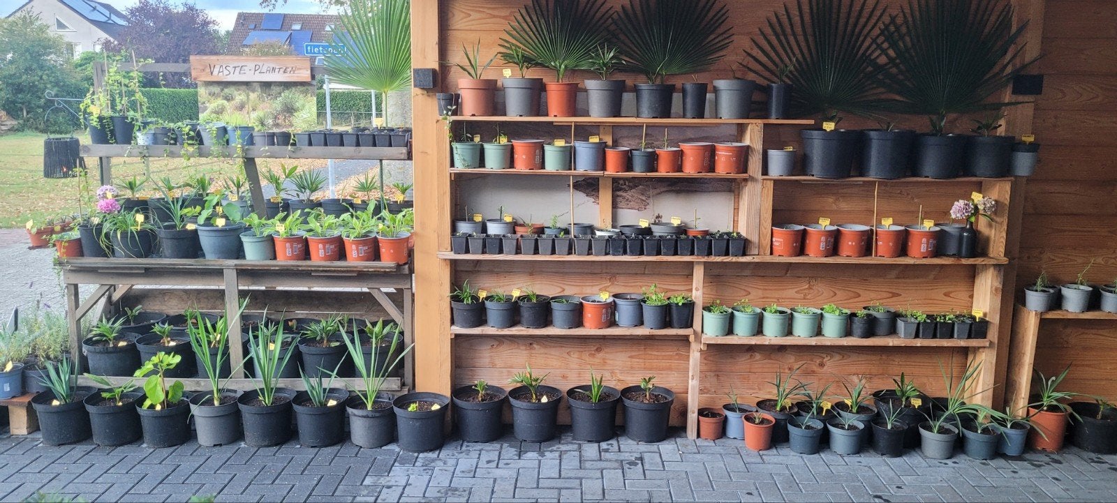 Vaste planten: Yucca's, Vijg, Hosta's en meer!, Ophalen