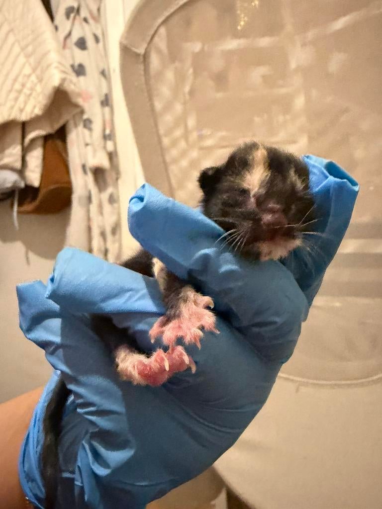 Kittens ragdoll mix britsekorthaar met maincoons!!, Meerdere dieren