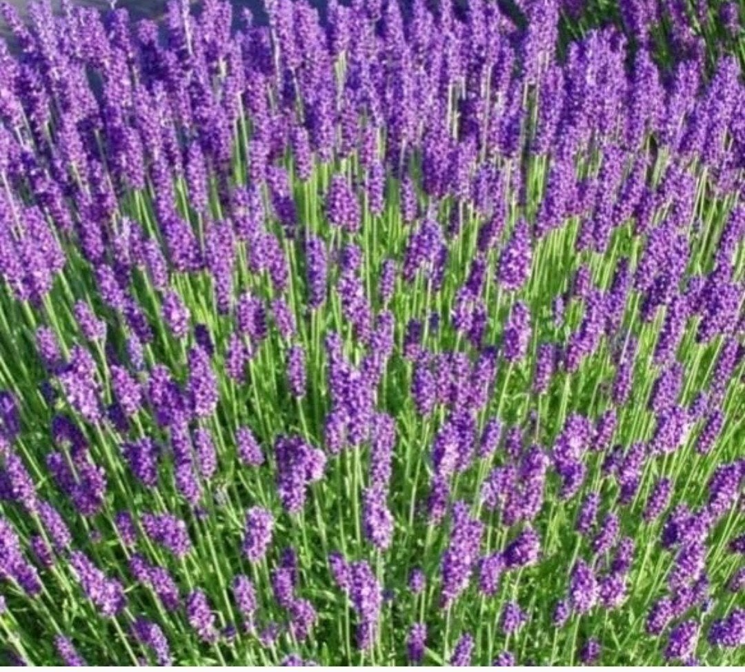 Lavandula 'Hidcote' (P9) - Sterke en geurende lavendel, Volle zon, Vaste plant, Ophalen of Verzenden, Kruiden