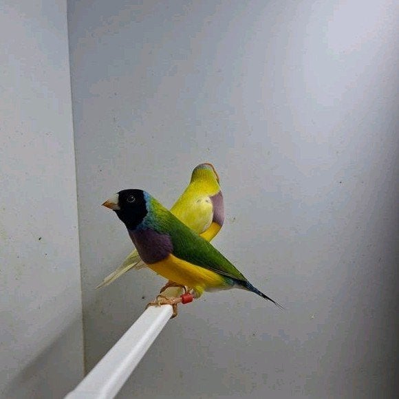 Gouldamadine, Dieren en Toebehoren, Vogels | Overige Vogels, Meerdere dieren