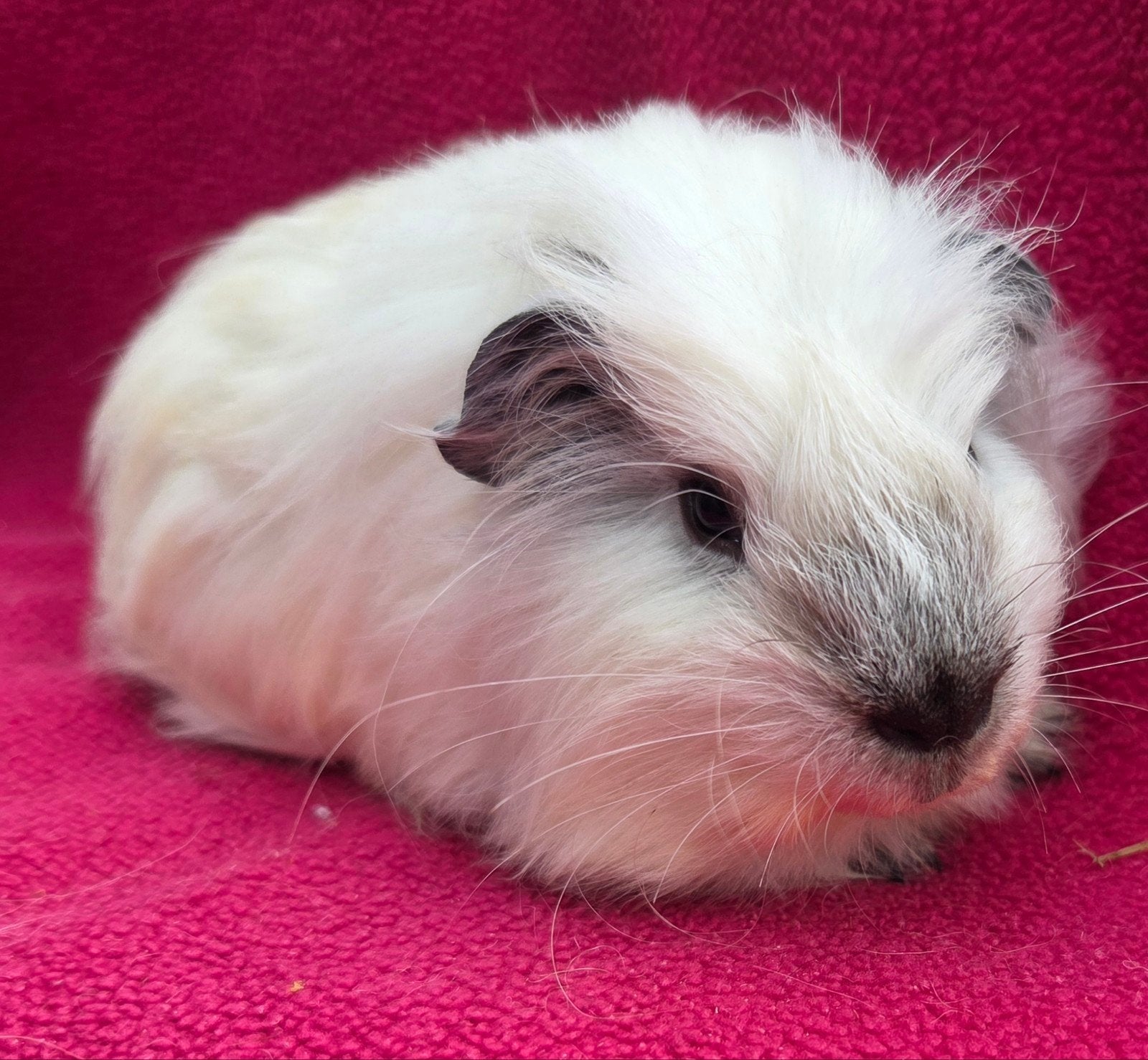 Californian Coronet en Merino beertjes, Dieren en Toebehoren, Mannelijk, Tam, Maart, Cavia