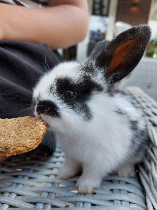 hangoorkonijntjes, Meerdere dieren, Middelgroot, Hangoor, 0 tot 2 jaar