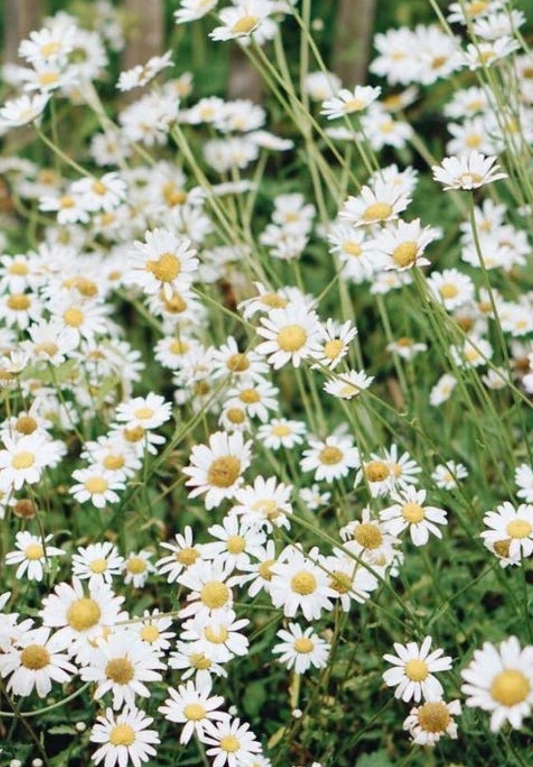 Zaden gewone Margriet, inheems. Leucanthemum vulgare, Ophalen of Verzenden, Voorjaar, Volle zon, Zaad