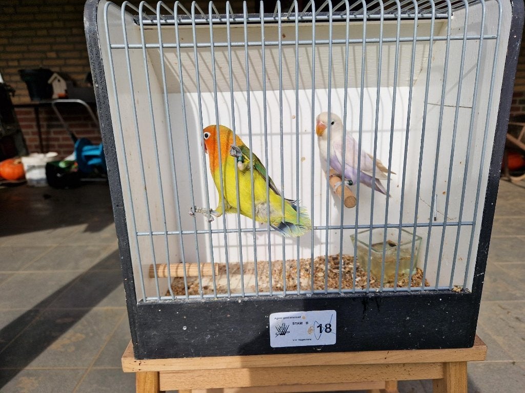 3 JONGE AGAPORNIS, Dieren en Toebehoren, Geslacht onbekend, Dwergpapegaai of Agapornis, Tam