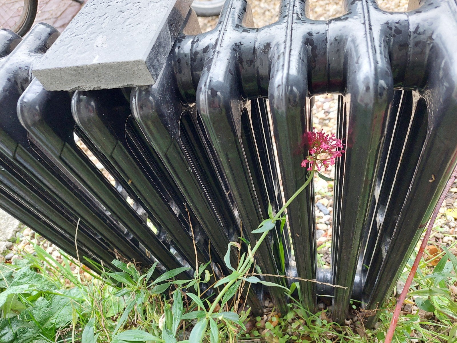 Zwarte gietijzeren radiator - Klassiek design, Ophalen, Gebruikt, Radiator, Minder dan 60 cm