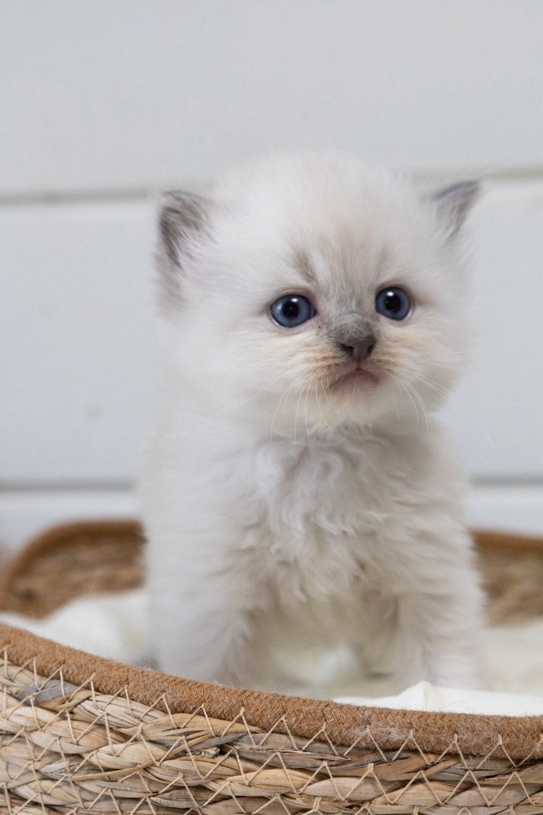 Ragdoll x pers poes en kater, Dieren en Toebehoren, Katten en Kittens | Raskatten | Langhaar, Meerdere dieren, Gechipt