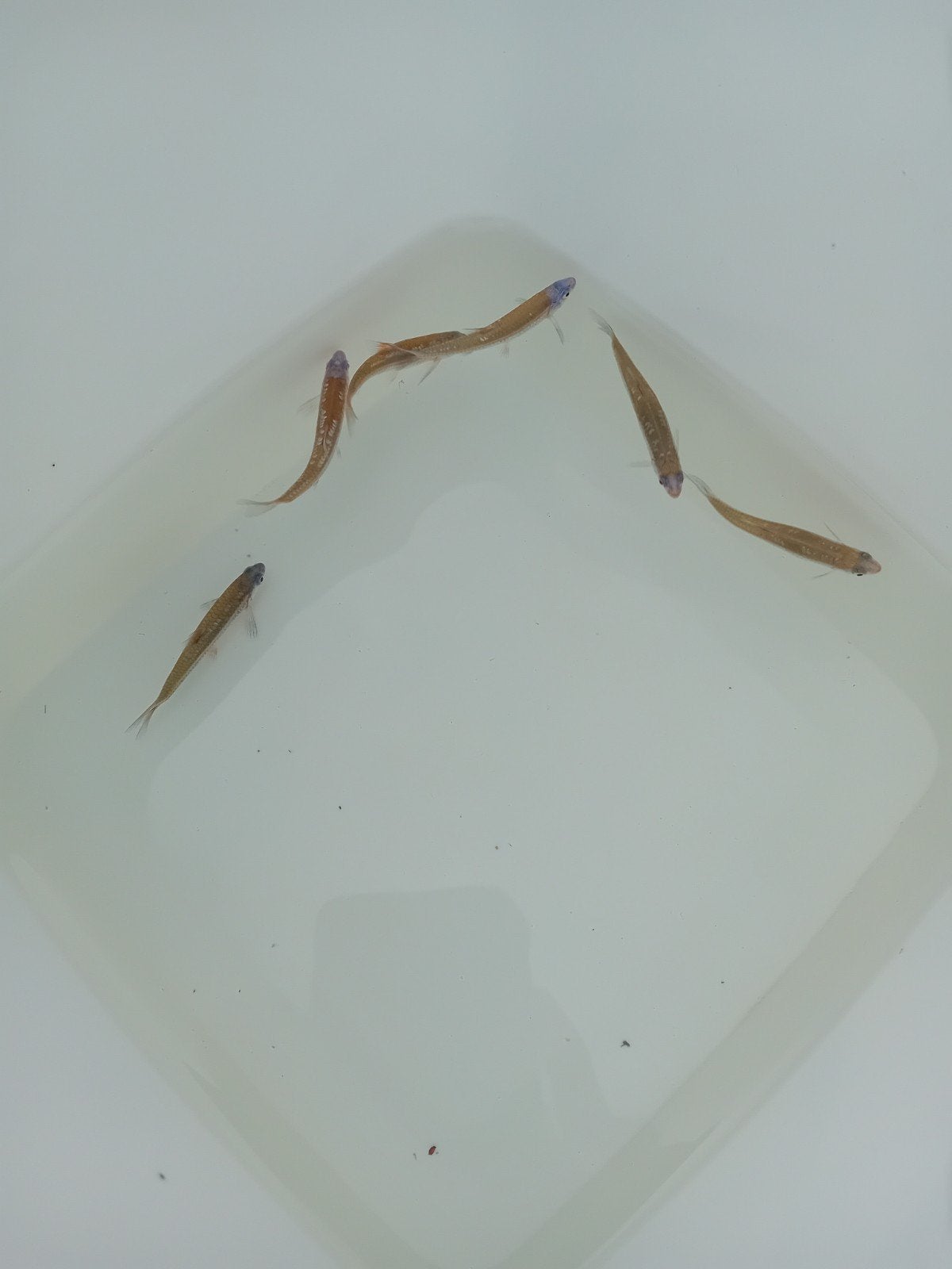 30 prachtige rainbowshiners, Karper of Koi
