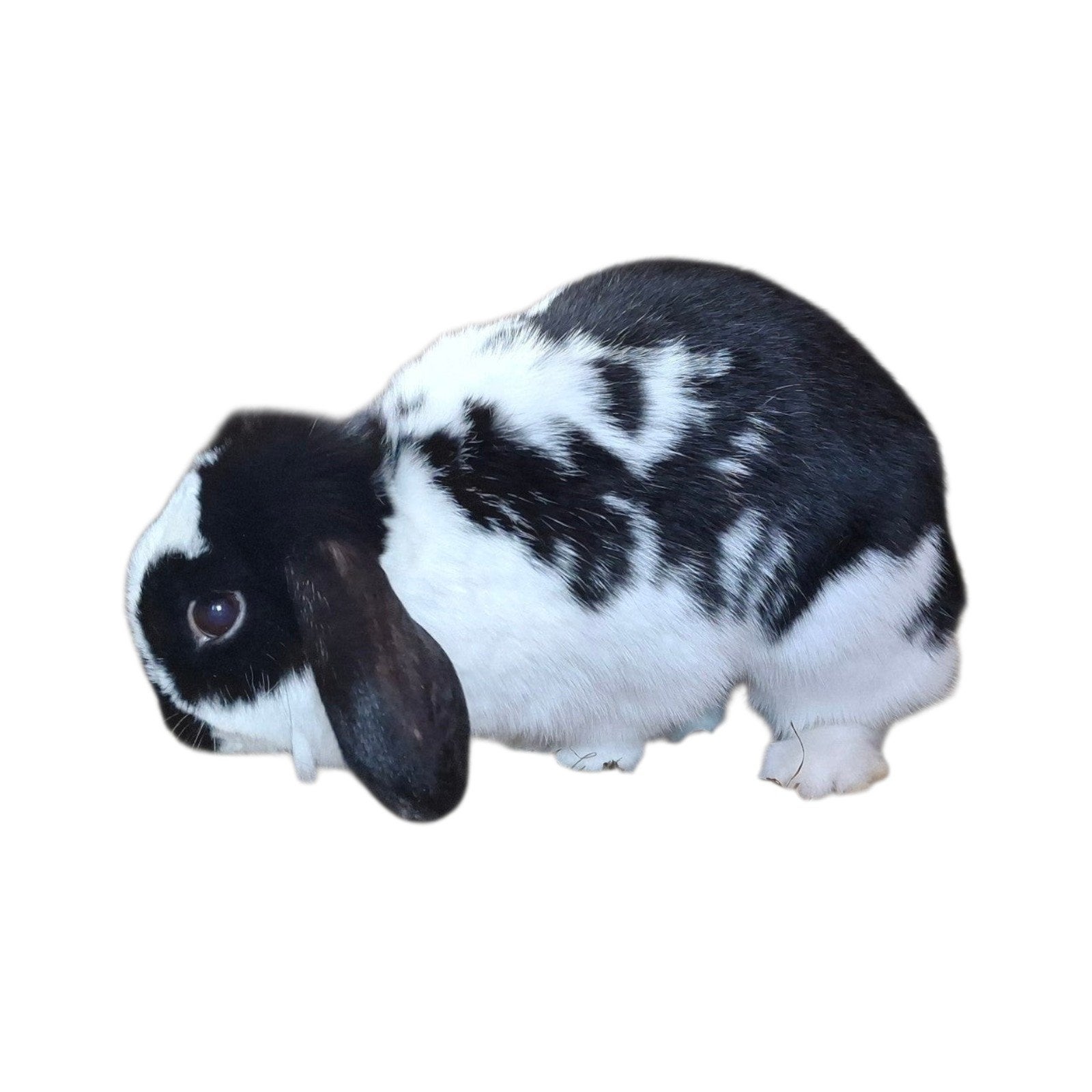 Voedster, Dieren en Toebehoren, Konijnen, Vrouwelijk, Middelgroot, Hangoor, 0 tot 2 jaar