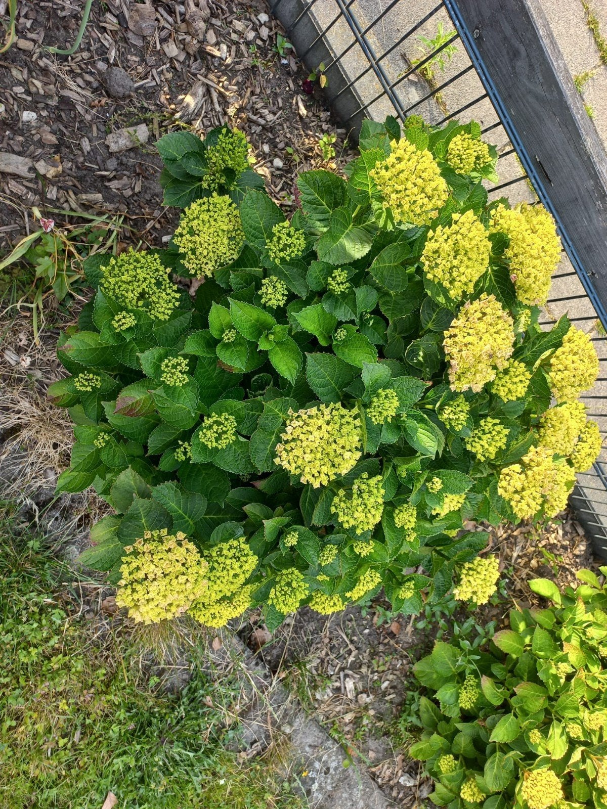 Hortensia 'Limelight' - Prachtige bloeiende struik, Ophalen, Overige soorten, Halfschaduw