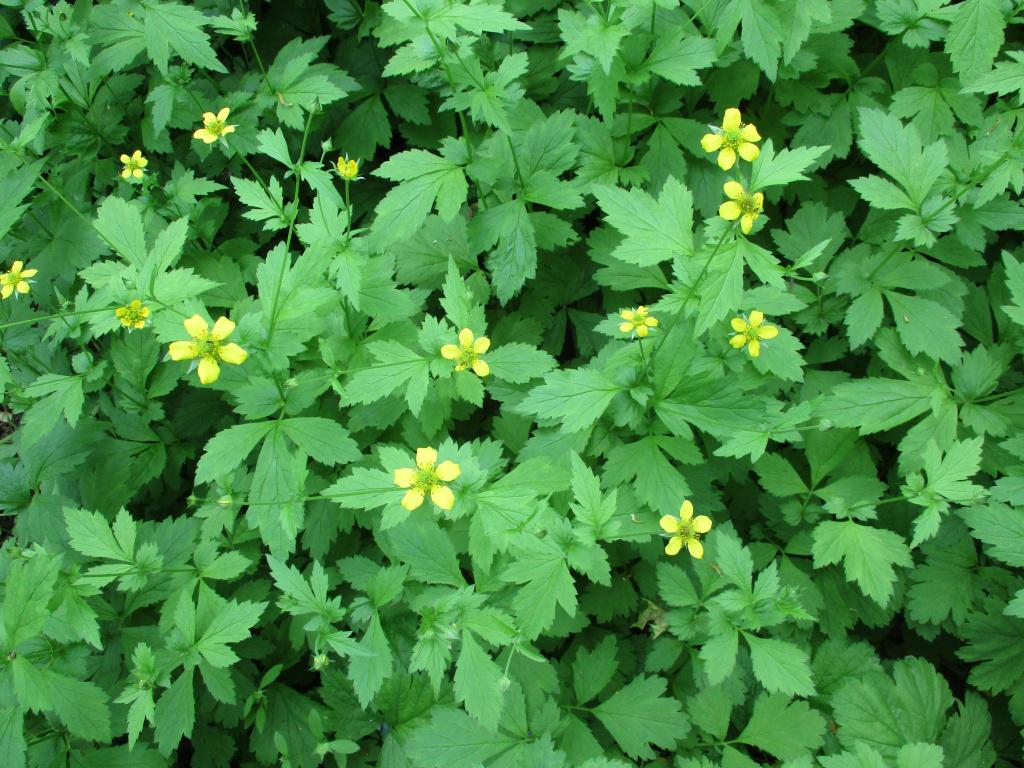 Bio zaden Geel nagelkruid - Geum urbanum | Inheems, Verzenden, Voorjaar, Halfschaduw, Zaad