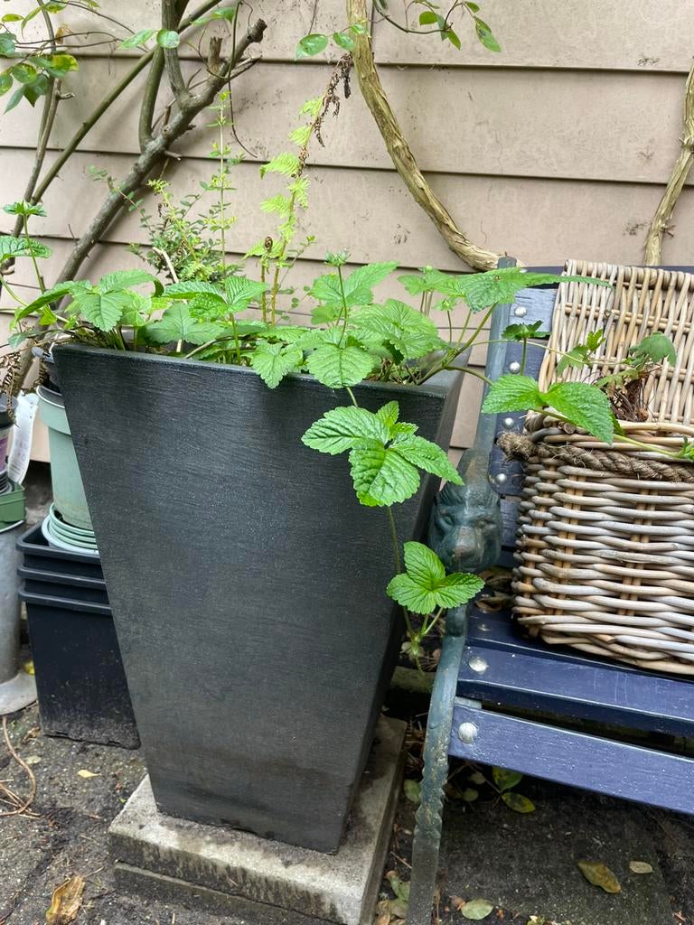 Schaduwplantenbak met tuinplanten: klimop, sieraardbei etc, Ophalen, Overige soorten, Halfschaduw