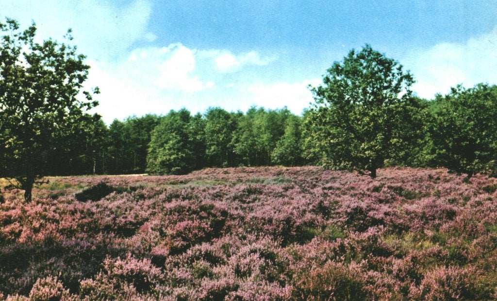 42394 Ruinen 80+  Dr Schaapskudde Gelopen met mooie zegel, Ophalen of Verzenden, 1980 tot heden, Gelopen, Flevoland
