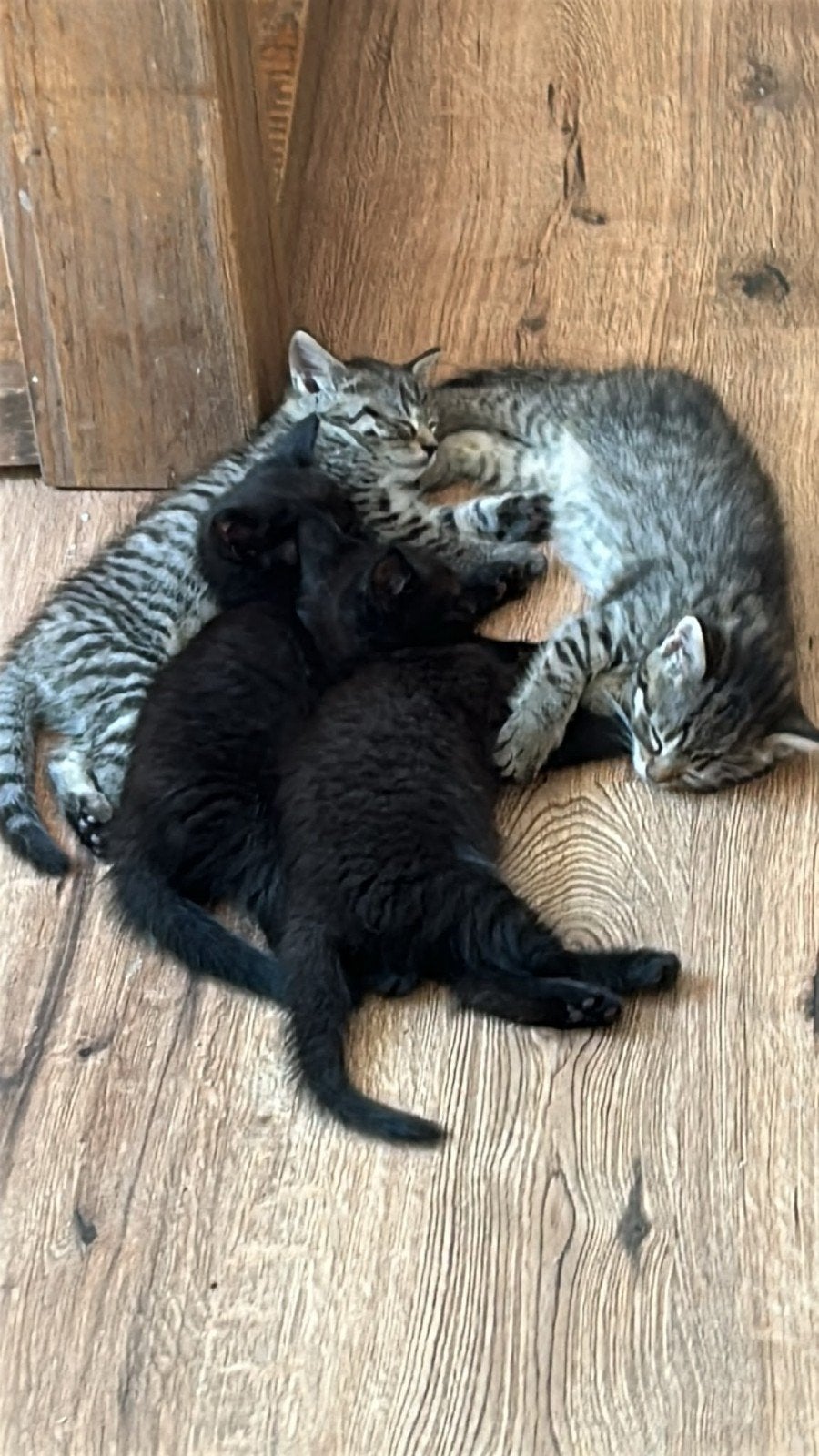 🐱Prachtige langharige kittens maine coon/britskorthaar🐱, Meerdere dieren, Ontwormd