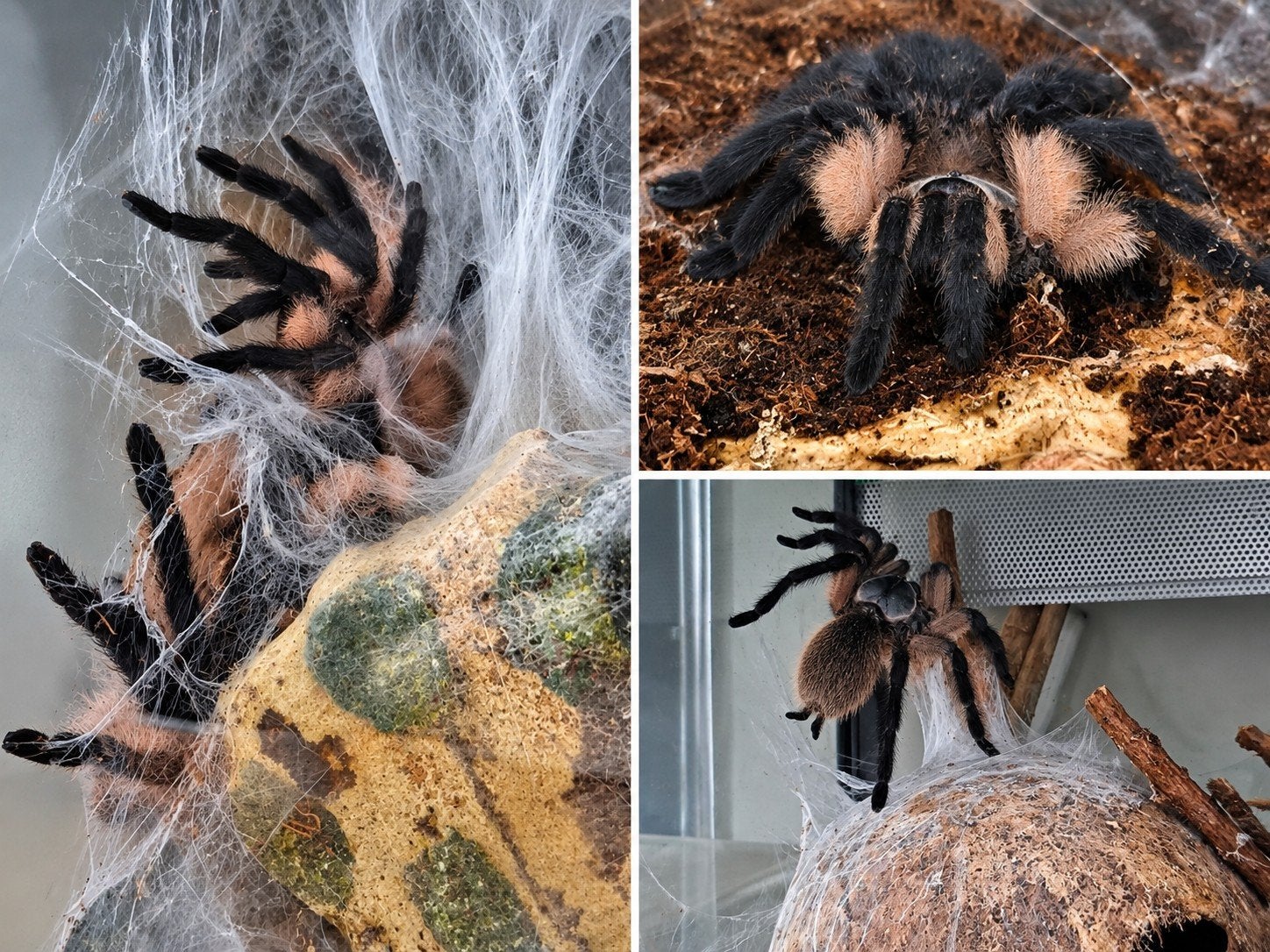 10 Monocentropus balfouri in groep, Dieren en Toebehoren