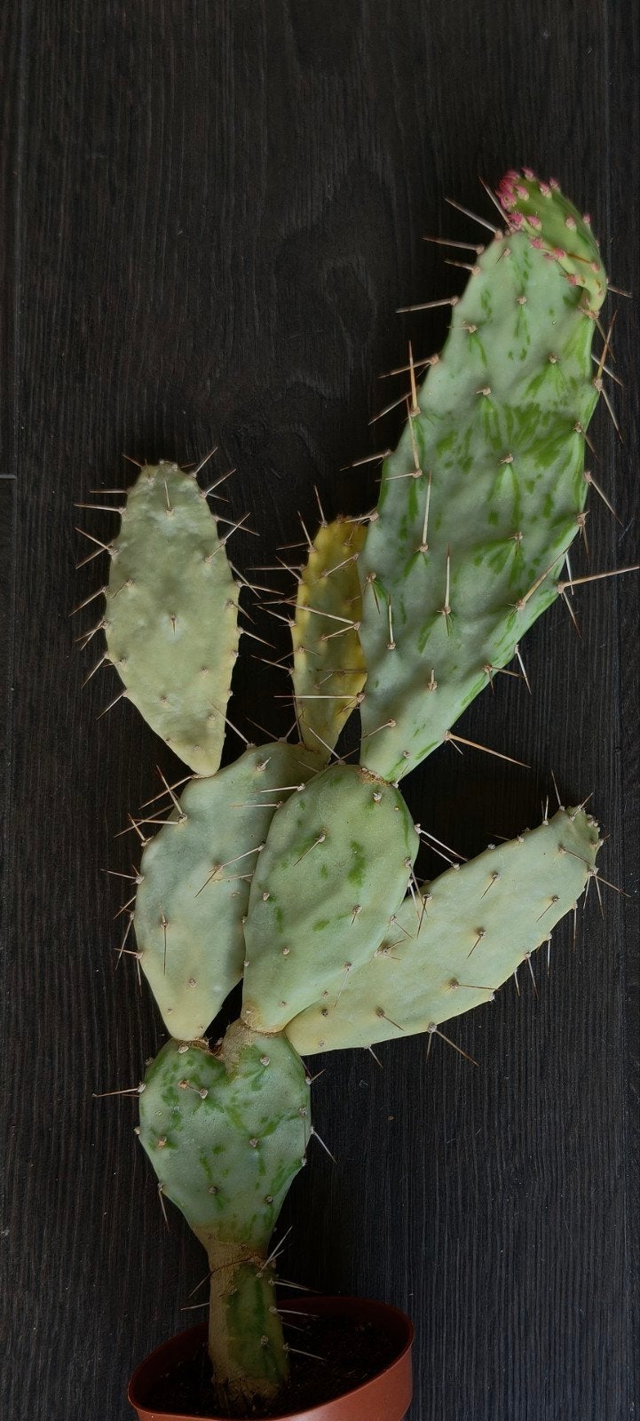 Opuntia Monacantha Variegata - Bonte schijfcactus, Ophalen of Verzenden