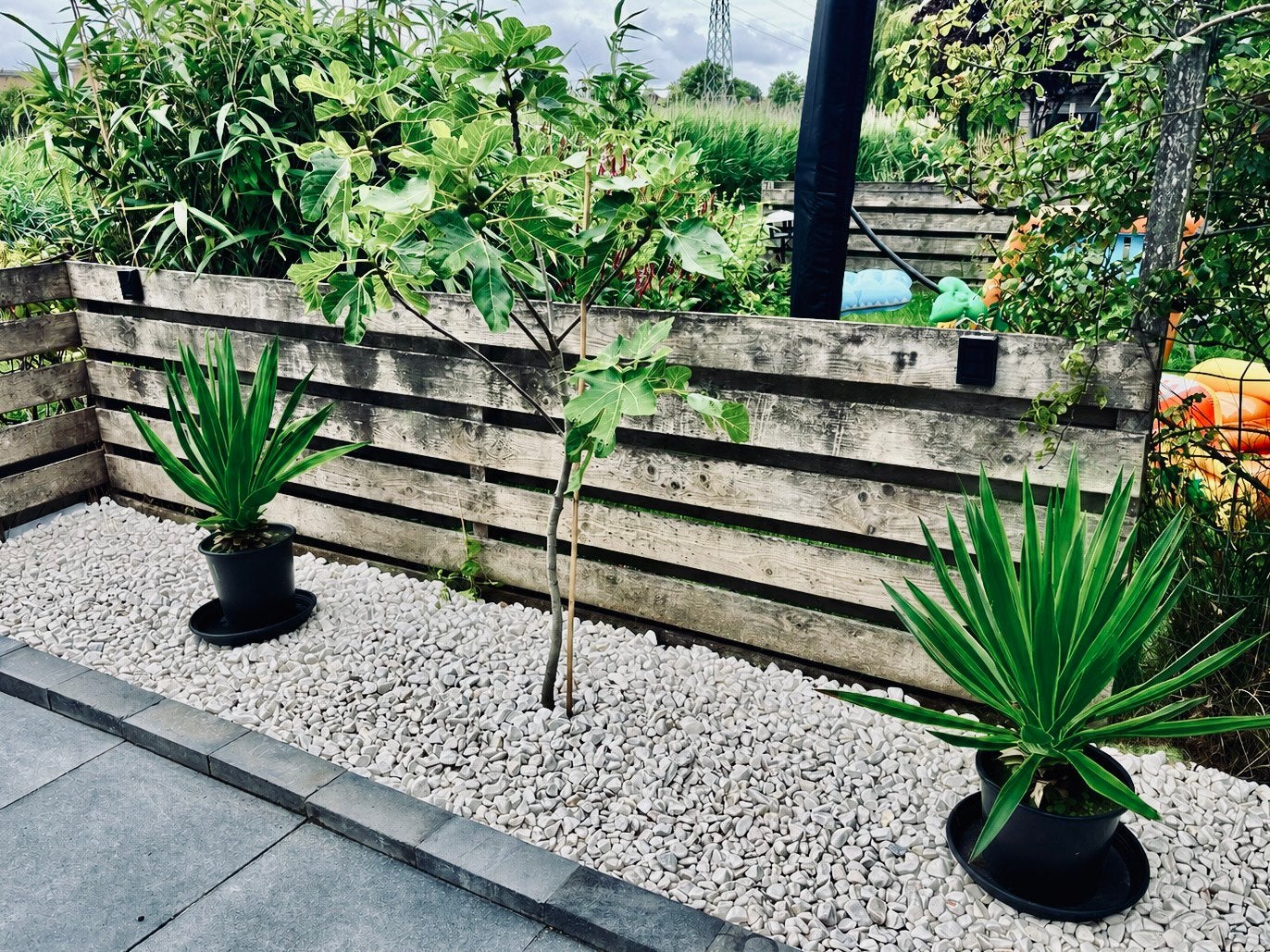 Yucca Filamentosa - Winterharde Palmlelie - Groenblijvend, Tuin en Terras, Overige soorten, Volle zon, Vaste plant, Ophalen of Verzenden