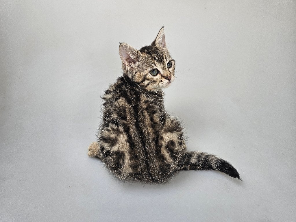 Bengaal kitten kruising vrouw compleet gevaccineerd gechipt, Dieren en Toebehoren, Poes, Gechipt, 0 tot 2 jaar