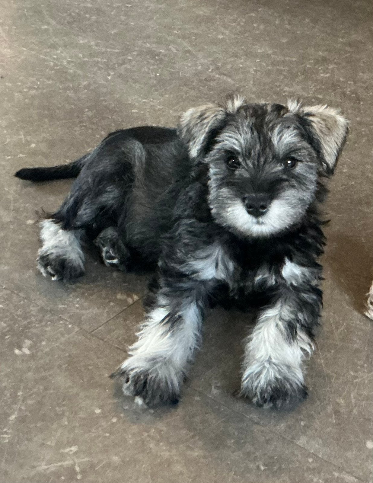 Dwerg schnauzer Dwergschnauzer pup reutje peper/zout, Parvo, Overige rassen, 8 tot 15 weken, Meerdere dieren