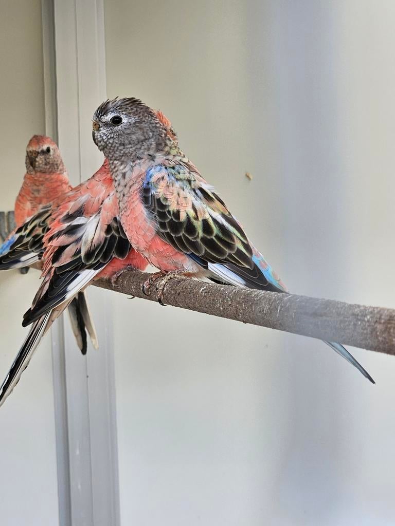 Mooie bourks parkiet 2025, Dieren en Toebehoren, Vogels | Parkieten en Papegaaien, Vrouwelijk, Parkiet
