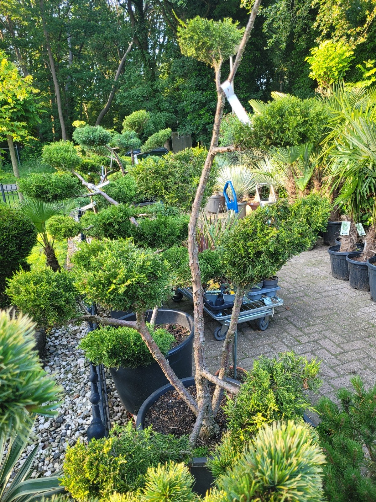 Juniperus 3-stammige Ponpon - Unieke Vormboom, Ophalen