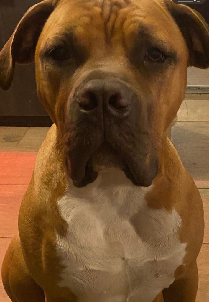 Boerboel pup, 15 weken tot 1 jaar, Overige rassen, Teef, Parvo