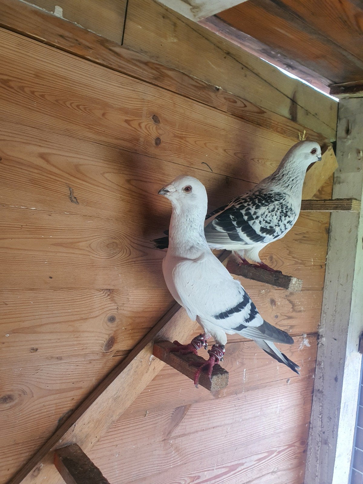 sierduiven te koop, Dieren en Toebehoren