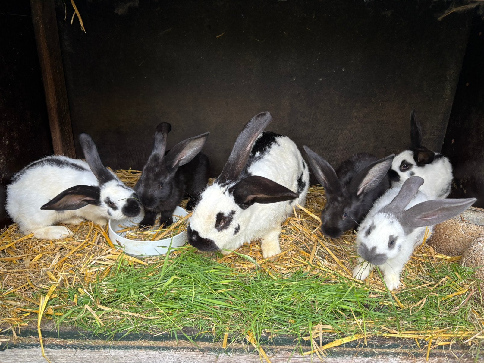 Lotharingers, groot te koop, Meerdere dieren