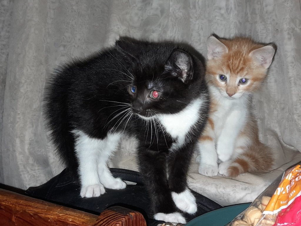 Kittens zoeken een huisje voor altijd, Dieren en Toebehoren, Katten en Kittens | Raskatten | Korthaar, Meerdere dieren, 0 tot 2 jaar