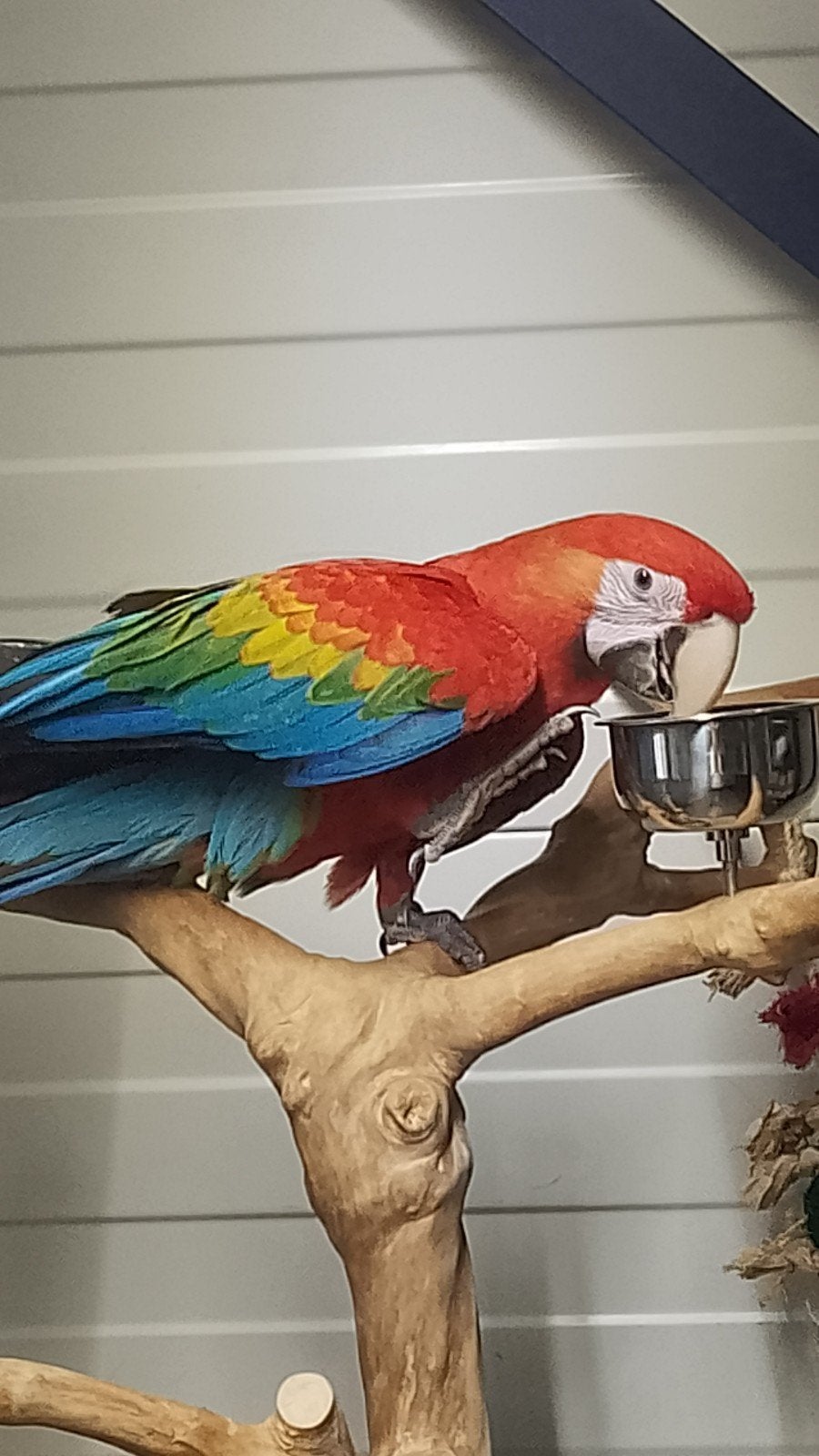Jonge tamme Ruby Aras met dna en getest op alle ziektes, Dieren en Toebehoren, Vogels | Parkieten en Papegaaien, Meerdere dieren