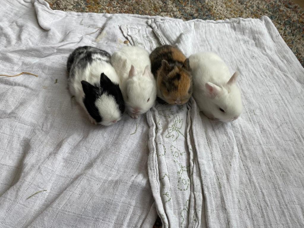 Kleine dwergkonijntjes, Dieren en Toebehoren, Konijnen, Geslacht onbekend, Dwerg, 0 tot 2 jaar