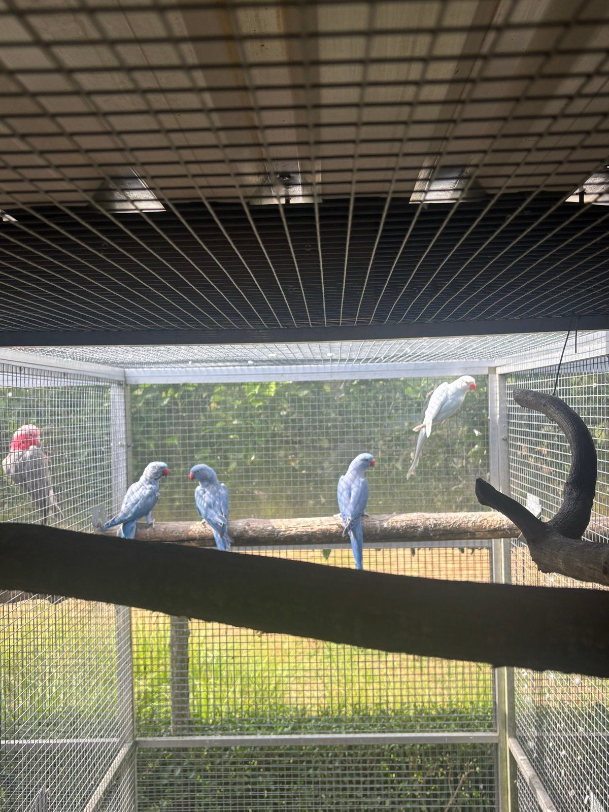 Kweekkoppel halsbandparkieten + jongen, Meerdere dieren, Parkiet