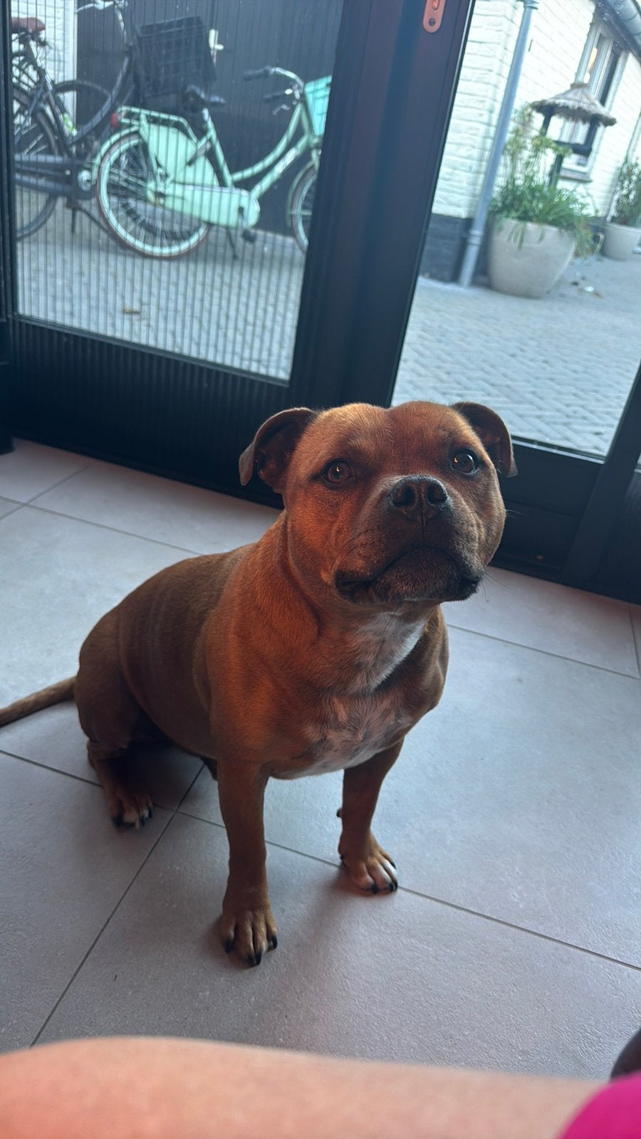 Gezocht: engelse Staffordshire Bull Terrier pup, HCC (leverziekte), Overige rassen, 8 tot 15 weken, Teef