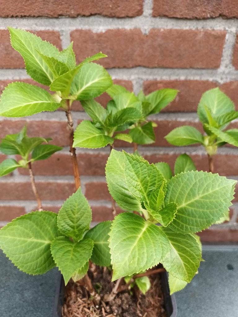 Bolhortensia, Ophalen, Hortensia, Struik, Minder dan 100 cm