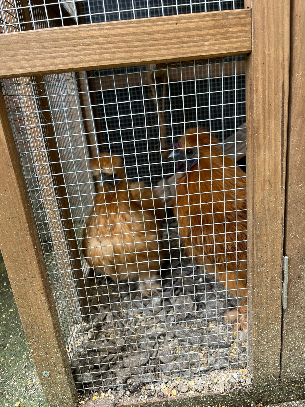 1zijdehoentje te koop, Dieren en Toebehoren, Geslacht onbekend, Kip