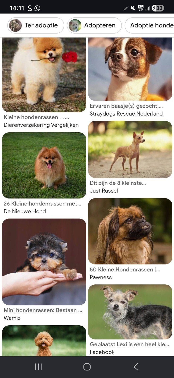 Een maatje voor het leven gezocht – die een 2de kans verd, 15 weken tot 1 jaar, Parvo, Eén hond, Nederland