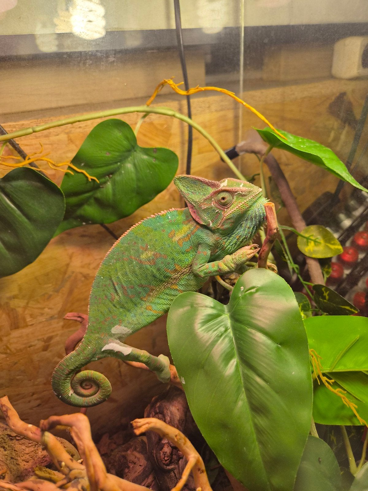 te koop jemen kameleon vrouw, Dieren en Toebehoren, Slang, 0 tot 2 jaar