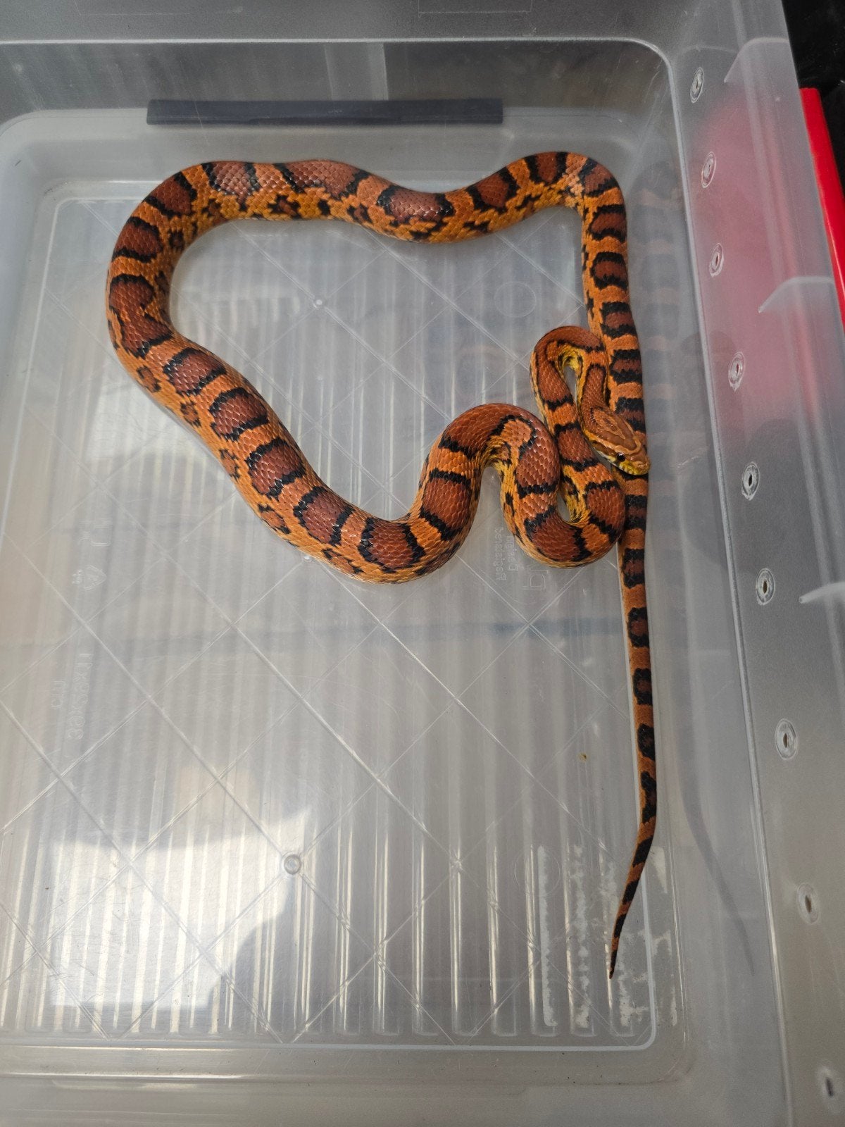 Twee prachtige rode rattenslangen Okeetee (Pantherophis gutt Corn Snake photo 6
