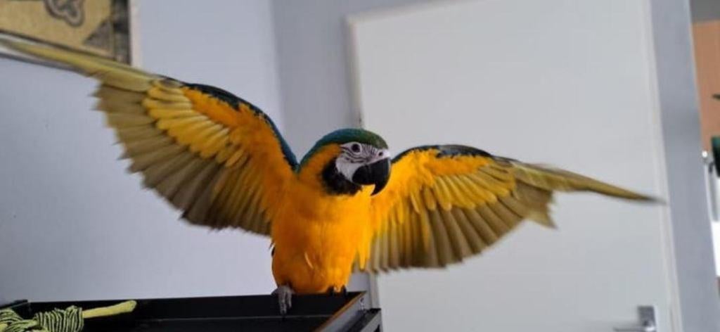 Gezocht ara  gratis, Dieren en Toebehoren, Vogels | Parkieten en Papegaaien, Mannelijk, Papegaai, Tam