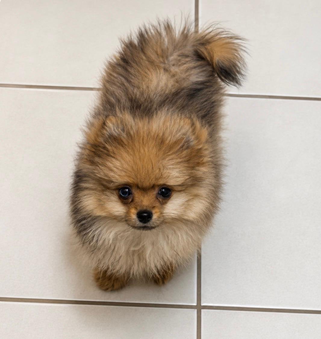 lieve  klein blijvend pomeriaan pup zoekt gouden mandje, Dieren en Toebehoren, Overige rassen, 8 tot 15 weken, Teef, Parvo